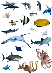 sealife - Image 2