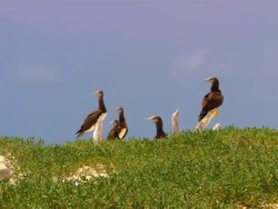 Birds standing on a grassy hill